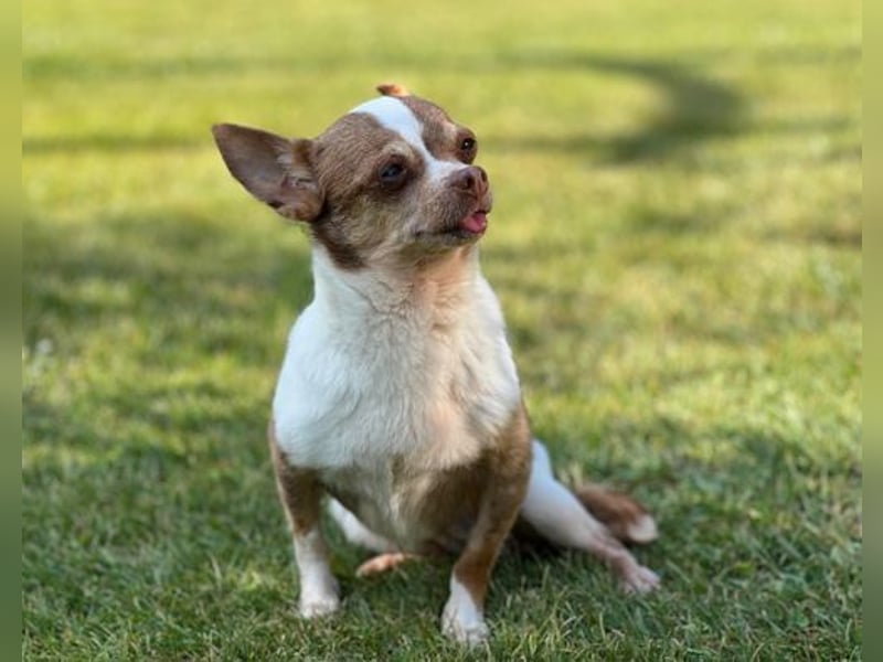 Kleine Seele Chihuahua-Hündin Muci sucht ihr Für-Immer-Zuhause