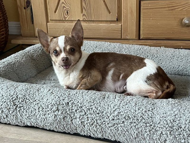 Kleine Seele Chihuahua-Hündin Muci sucht ihr Für-Immer-Zuhause