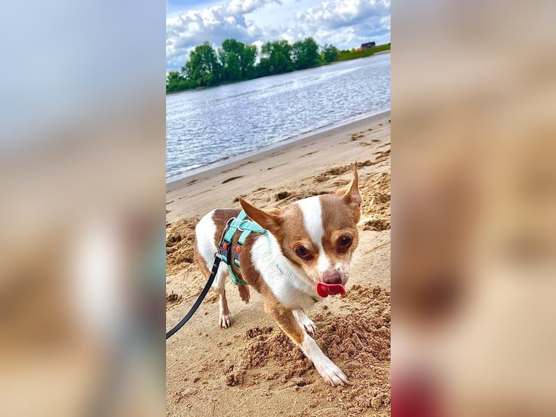 Kleine Seele Chihuahua-Hündin Muci sucht ihr Für-Immer-Zuhause