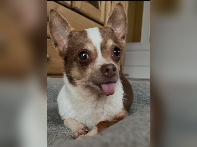 Kleine Seele Chihuahua-Hündin Muci sucht ihr Für-Immer-Zuhause