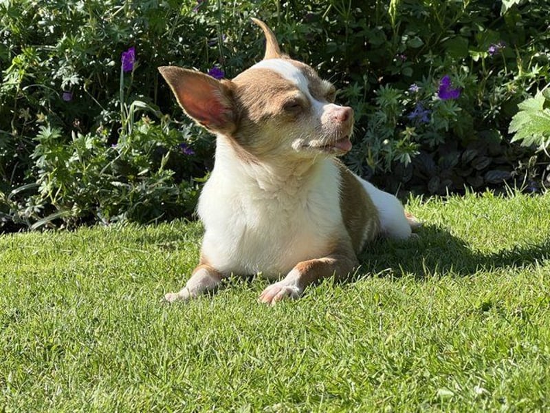 Kleine Seele Chihuahua-Hündin Muci sucht ihr Für-Immer-Zuhause
