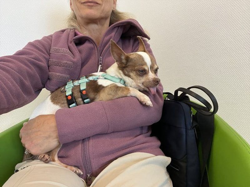 Kleine Seele Chihuahua-Hündin Muci sucht ihr Für-Immer-Zuhause