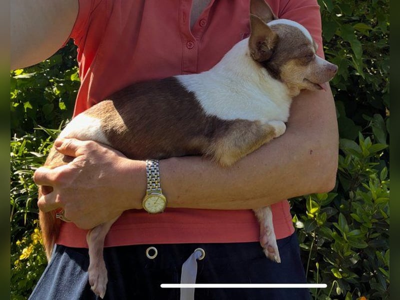 Kleine Seele Chihuahua-Hündin Muci sucht ihr Für-Immer-Zuhause