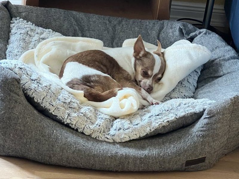 Kleine Seele Chihuahua-Hündin Muci sucht ihr Für-Immer-Zuhause