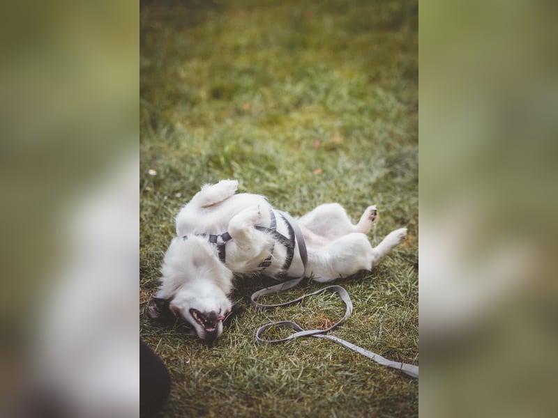 winzige süße Chihuahua Mischlings-Hündin Lotti sucht eine Familie