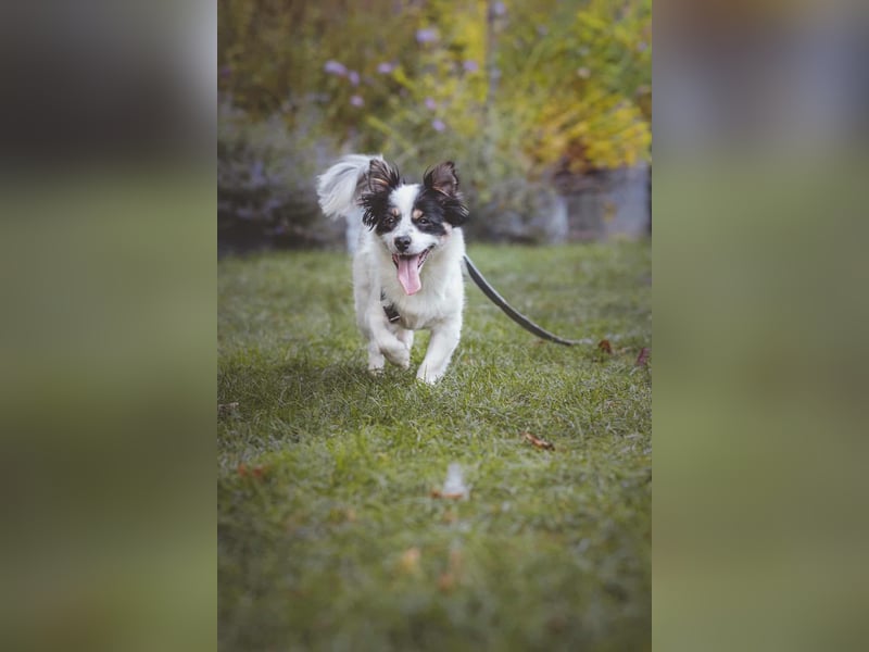 winzige süße Chihuahua Mischlings-Hündin Lotti sucht eine Familie