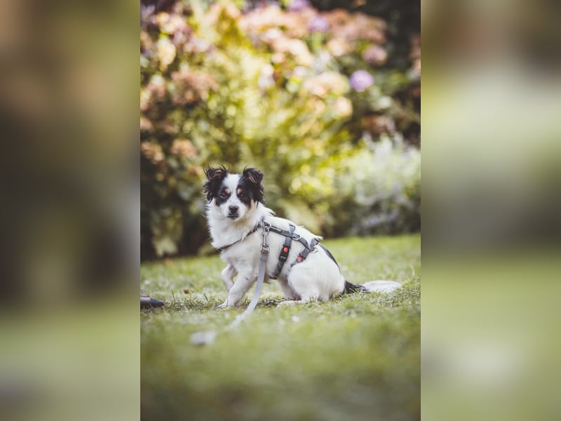 winzige süße Chihuahua Mischlings-Hündin Lotti sucht eine Familie