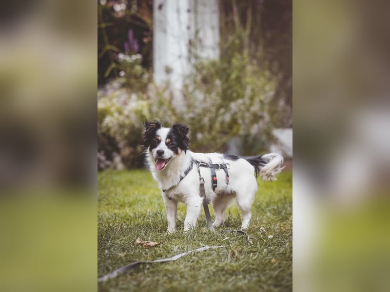 winzige süße Chihuahua Mischlings-Hündin Lotti sucht eine Familie