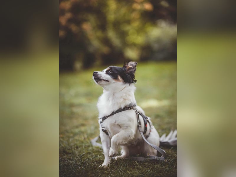 winzige süße Chihuahua Mischlings-Hündin Lotti sucht eine Familie