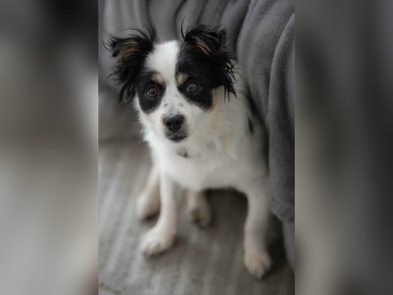 winzige süße Chihuahua Mischlings-Hündin Lotti sucht eine Familie