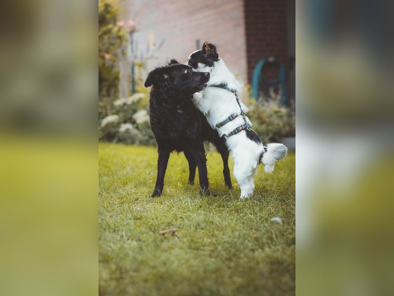 winzige süße Chihuahua Mischlings-Hündin Lotti sucht eine Familie