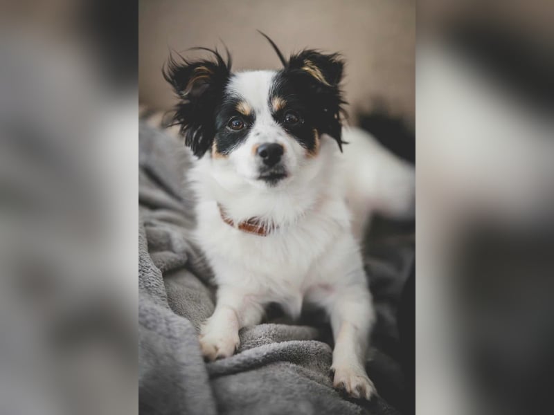 winzige süße Chihuahua Mischlings-Hündin Lotti sucht eine Familie