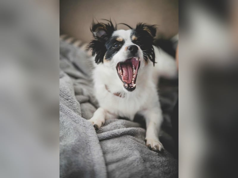 winzige süße Chihuahua Mischlings-Hündin Lotti sucht eine Familie