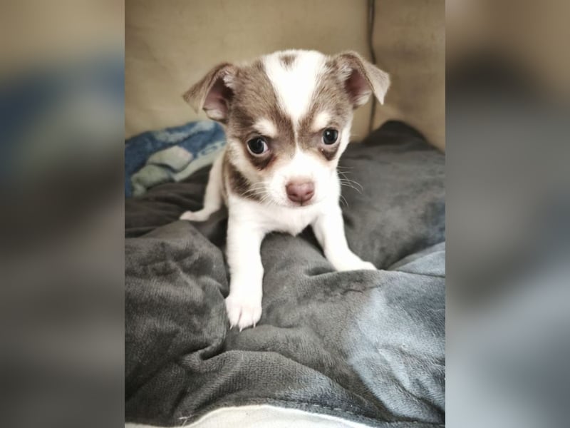 Reinrassige Chihuahua Welpen