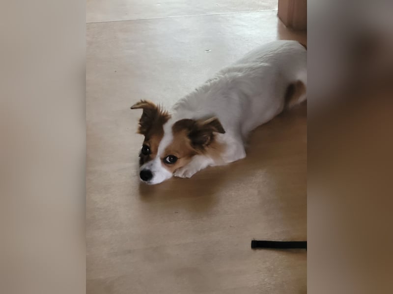 Chihuahua Mix Hündin