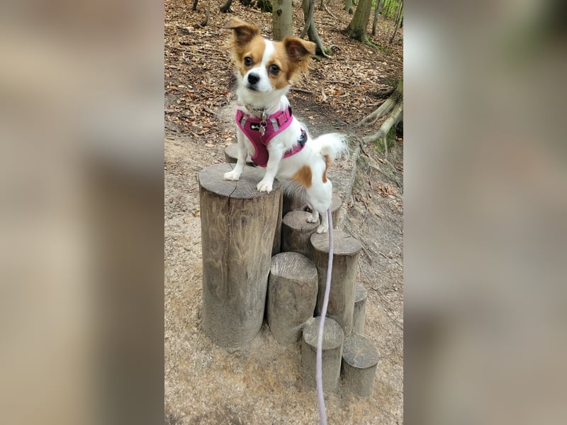 Chihuahua Mix Hündin