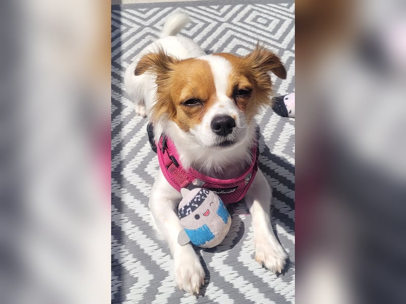 Chihuahua Mix Hündin