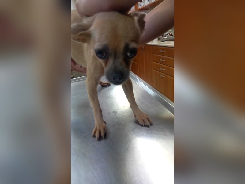 Lola3 PP – Zarte Chihuahua-Dame sucht liebevolles Zuhause