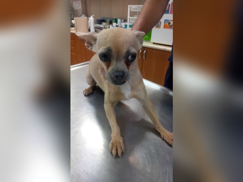 Lola3 PP – Zarte Chihuahua-Dame sucht liebevolles Zuhause
