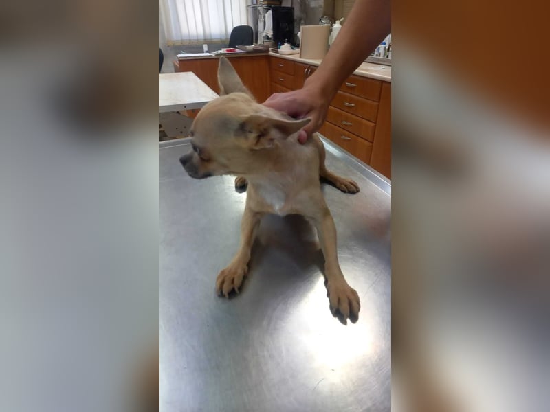 Lola3 PP – Zarte Chihuahua-Dame sucht liebevolles Zuhause