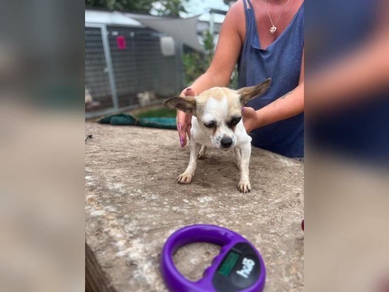 Luna, kleine Chihuahua Hündin geb. 2023