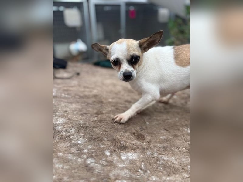 Luna, kleine Chihuahua Hündin geb. 2023