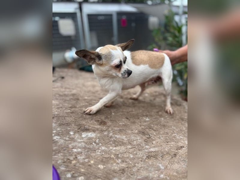 Luna, kleine Chihuahua Hündin geb. 2023