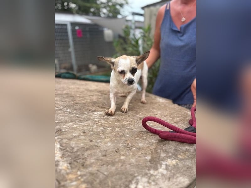 Luna, kleine Chihuahua Hündin geb. 2023