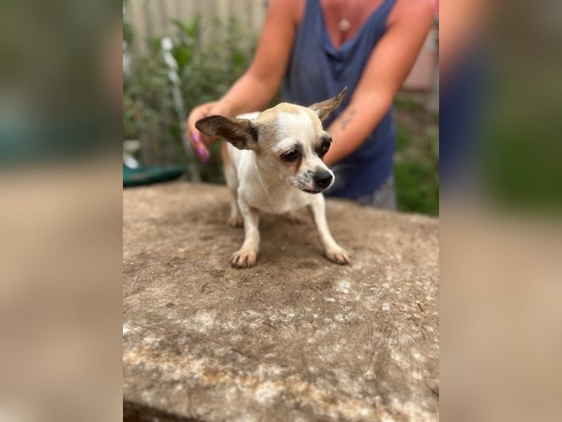 Luna, kleine Chihuahua Hündin geb. 2023