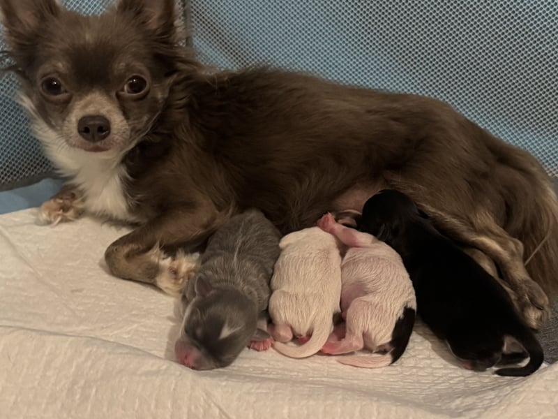 Chihuahua Welpen
