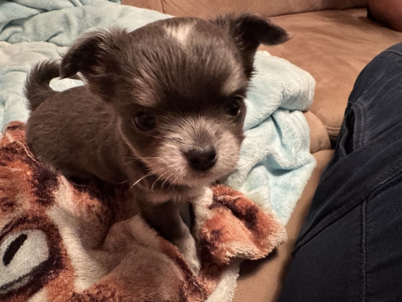 Chihuahua Welpen