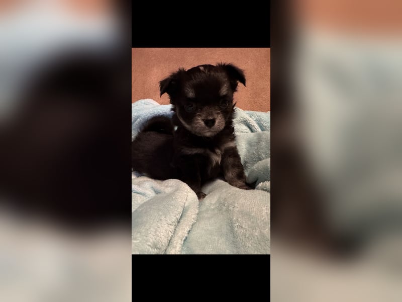 Chihuahua Welpen