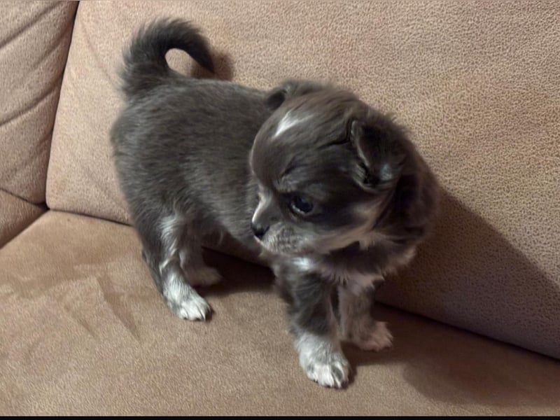 Chihuahua Welpen