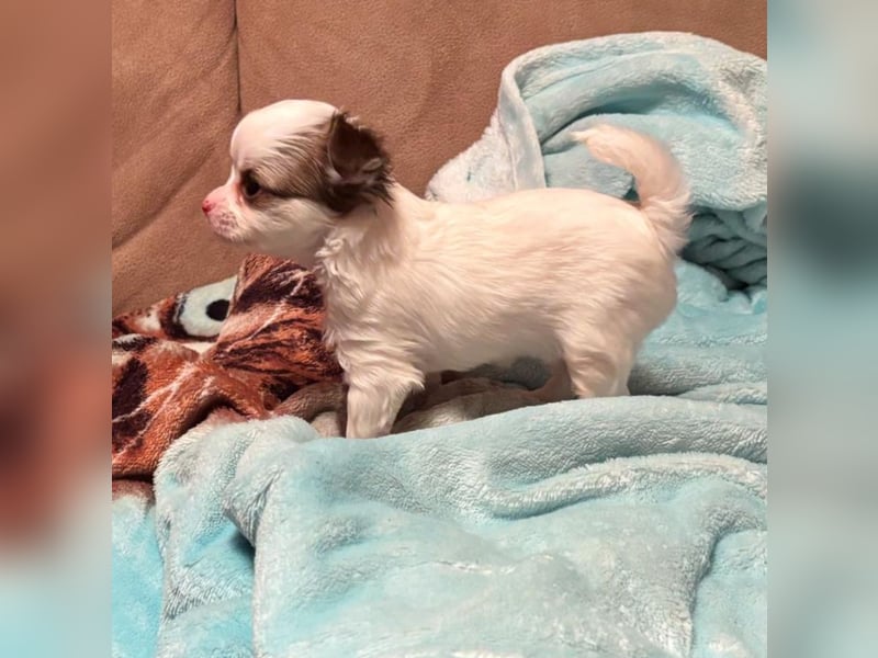 Chihuahua Welpen