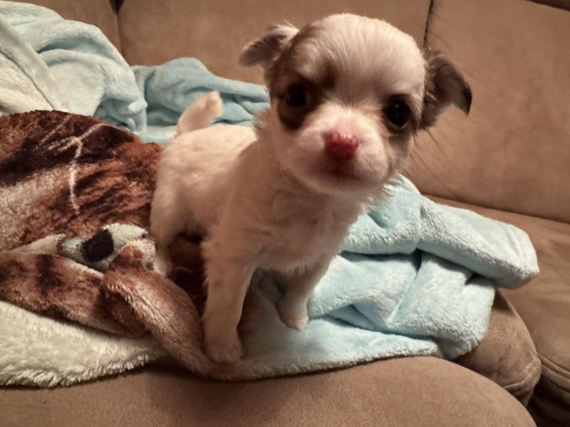 Chihuahua Welpen