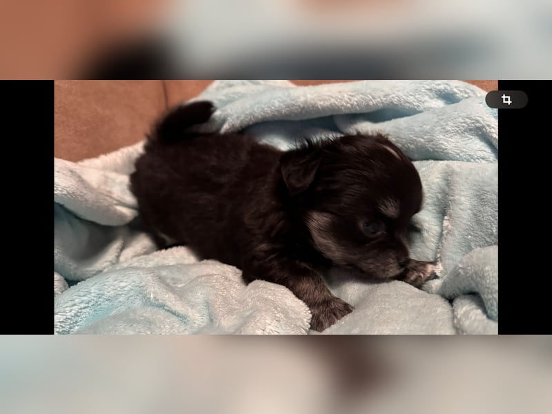 Chihuahua Welpen