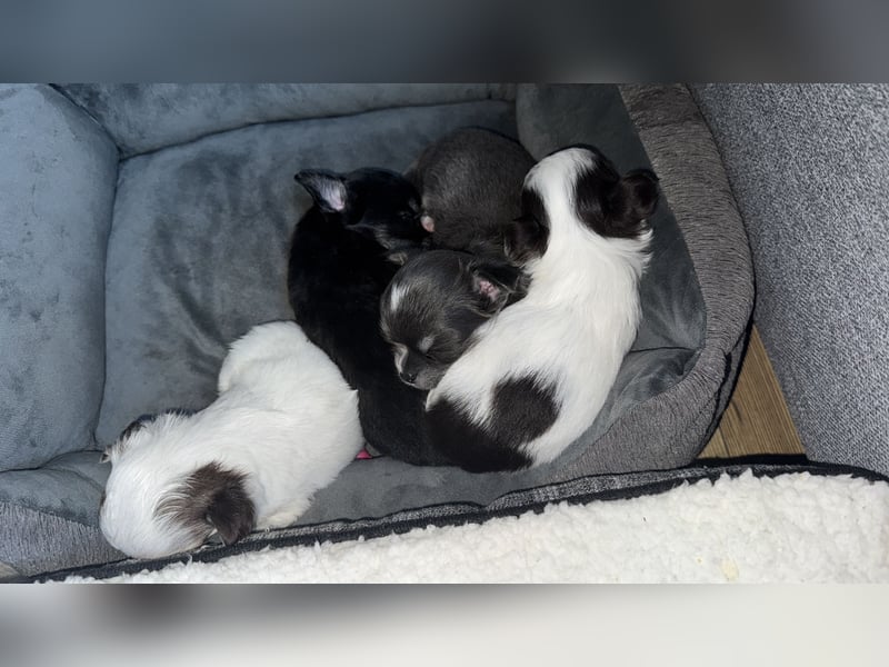 Chihuahua Welpen