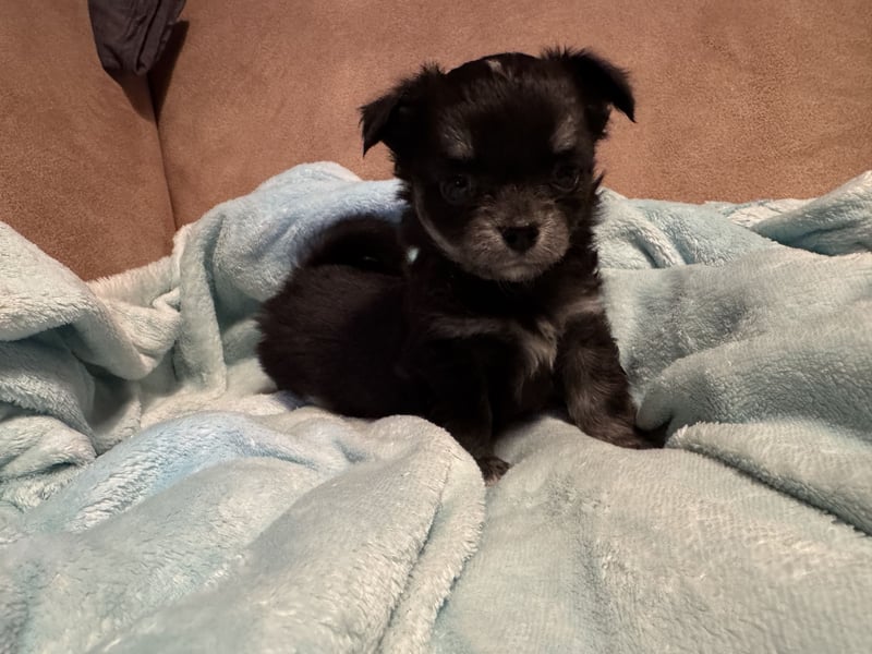 Chihuahua Welpen