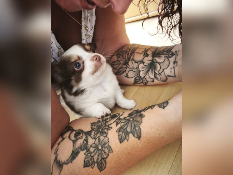Reinrassige Chihuahua Welpen