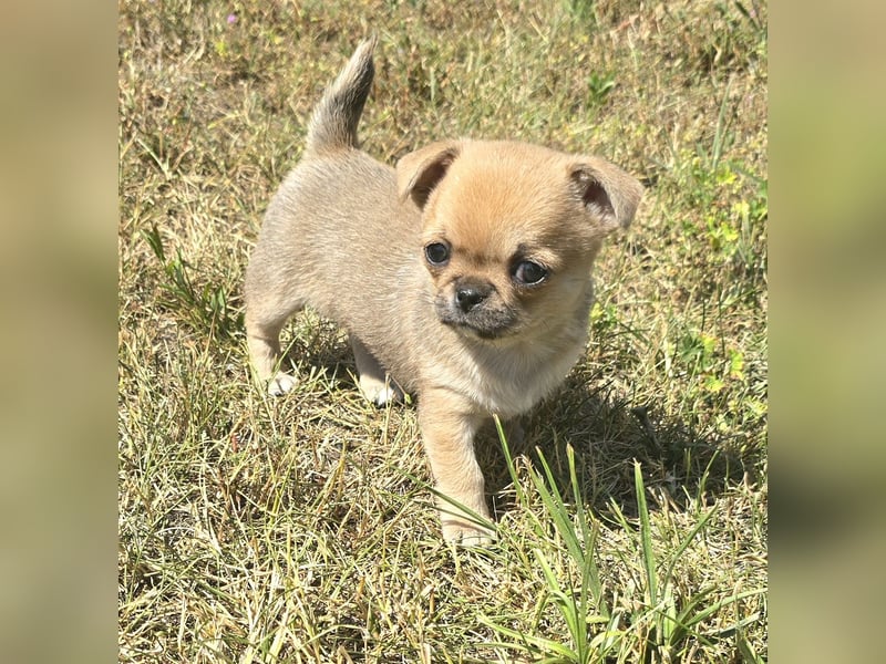schöne smarte Chihuahua hündin sucht dich zum 5.7.25