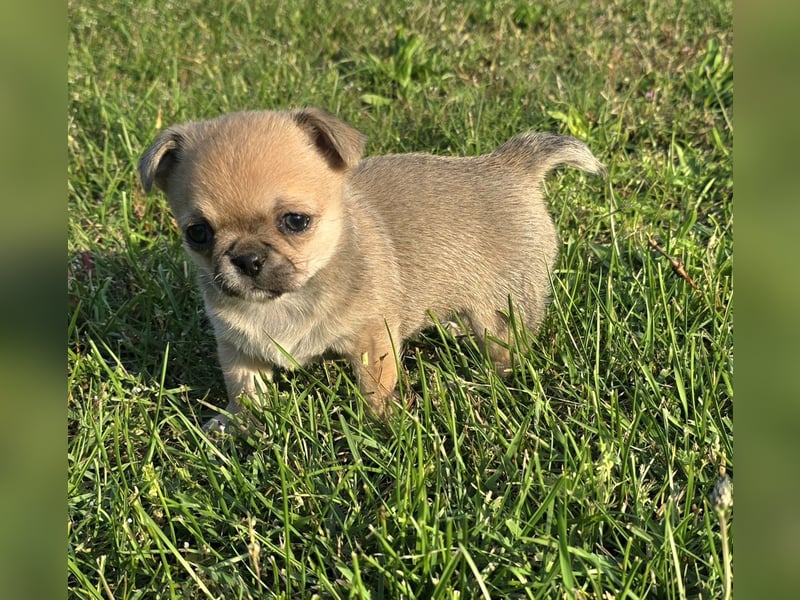 schöne smarte Chihuahua hündin sucht dich