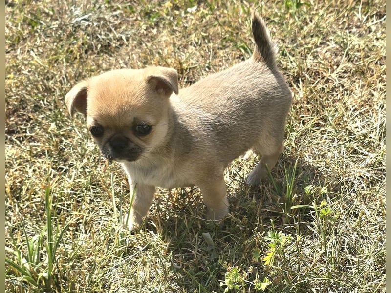 schöne smarte Chihuahua hündin sucht dich zum 5.7.25