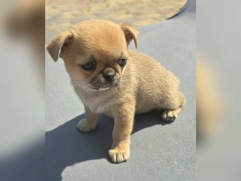 schöne smarte Chihuahua hündin sucht dich zum 5.7.25