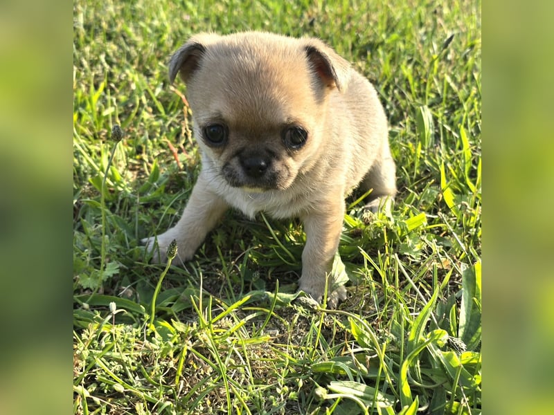 schöne smarte Chihuahua hündin sucht dich