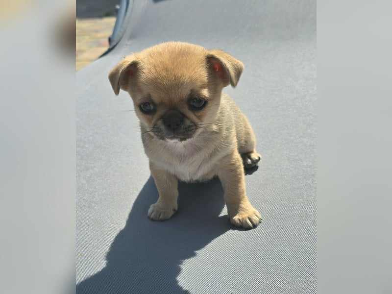schöne smarte Chihuahua hündin sucht dich zum 5.7.25