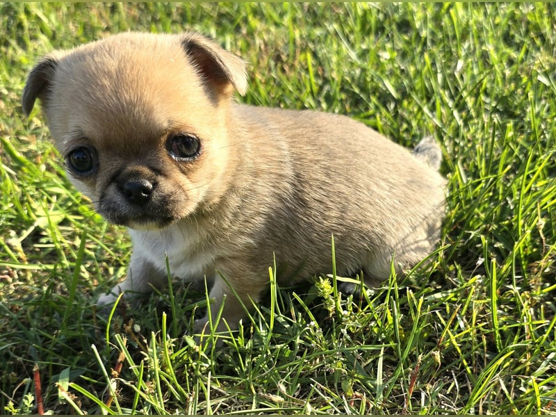 schöne smarte Chihuahua hündin sucht dich