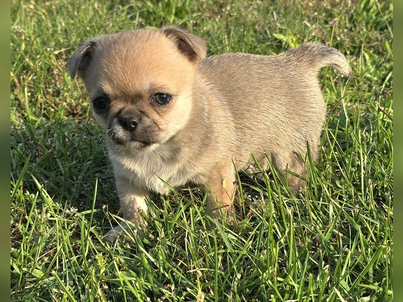 schöne smarte Chihuahua hündin sucht dich