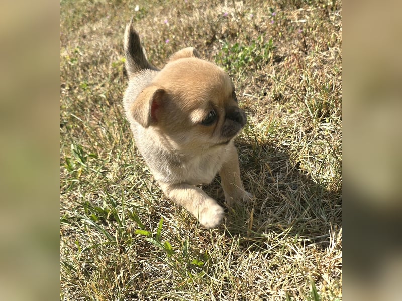 schöne smarte Chihuahua hündin sucht dich zum 5.7.25