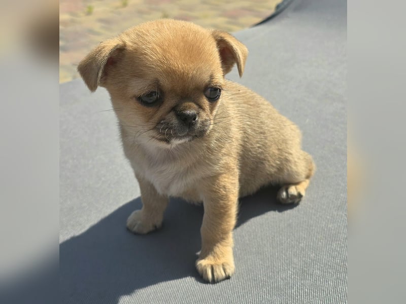 schöne smarte Chihuahua hündin sucht dich zum 5.7.25