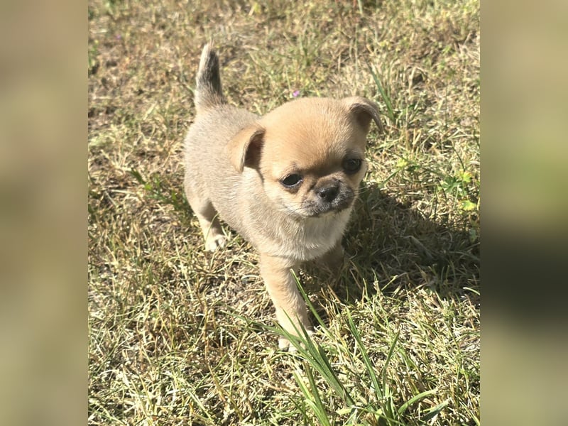 schöne smarte Chihuahua hündin sucht dich zum 5.7.25